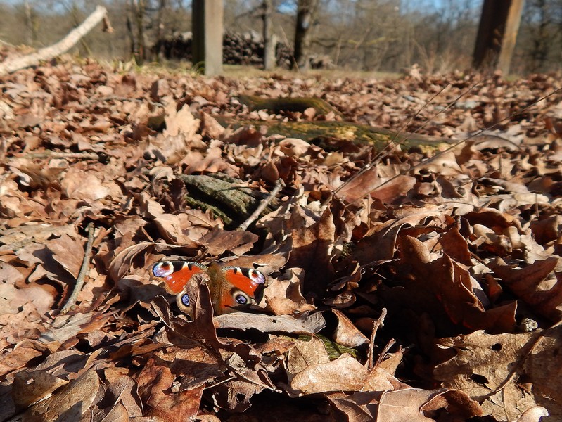 Parco del Ticino 9/2/14 :Aglais io